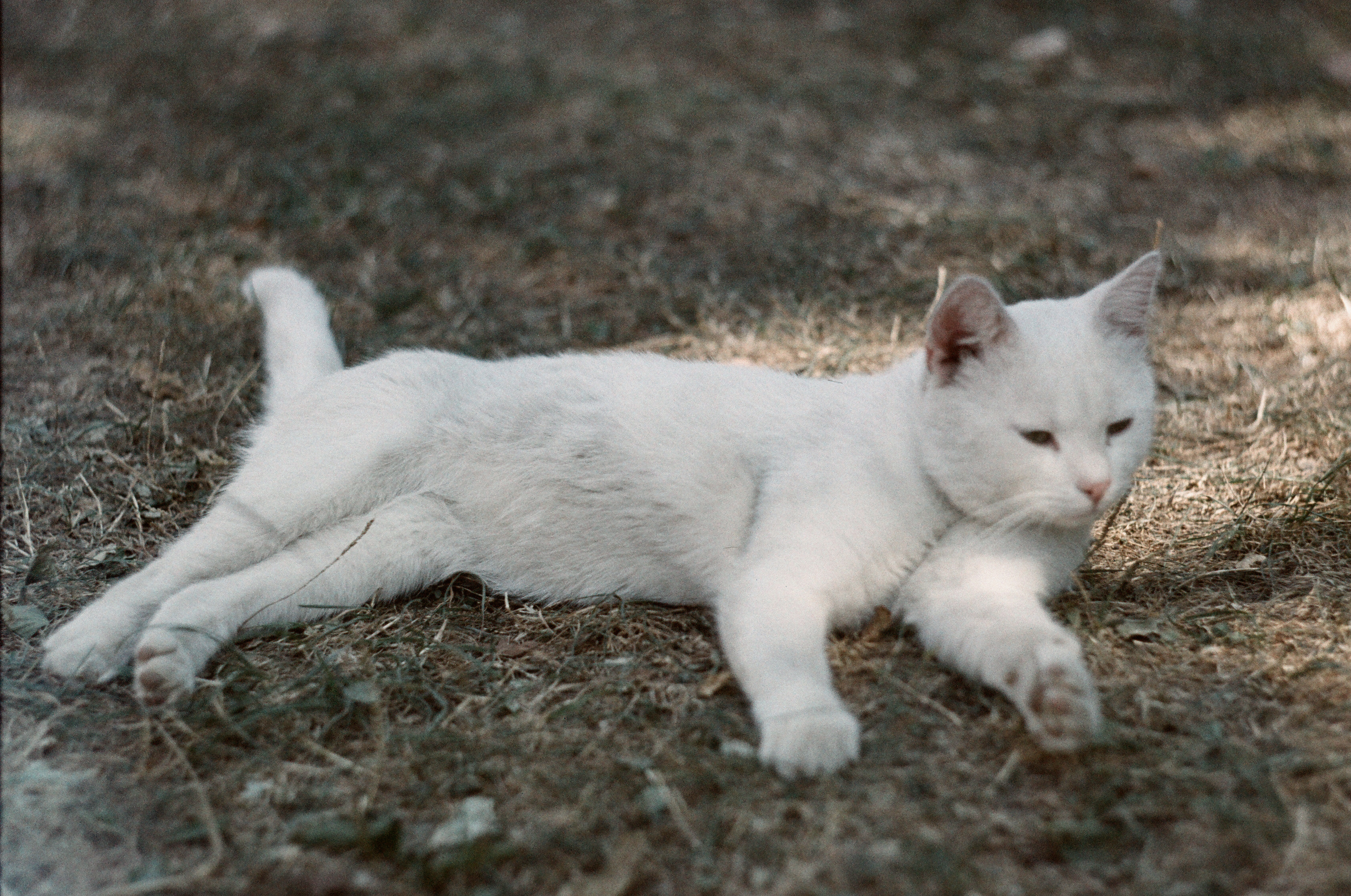 a white stray cat from Pyrohiv