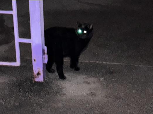 a stray black cat photographed at night with shining eyes